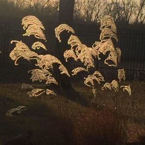 Meet your Posher, Malak